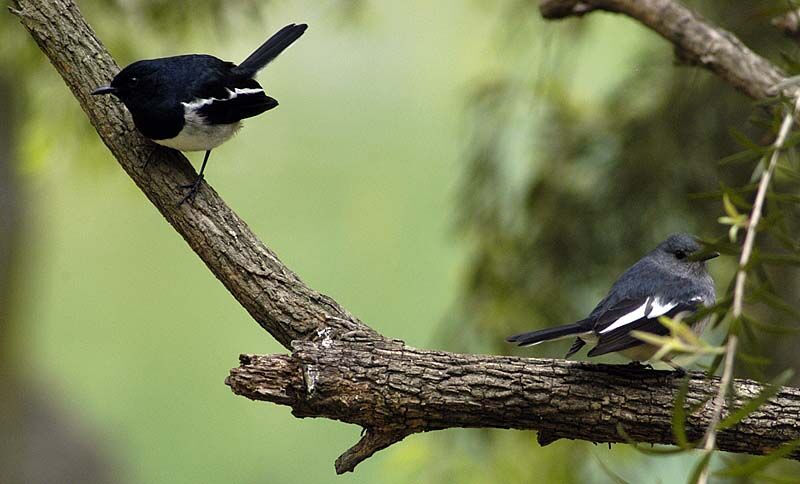 Oriental Magpie-Robin