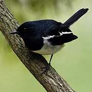 Oriental Magpie-Robin