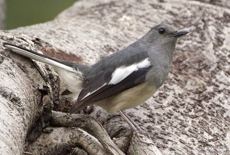 Oriental Magpie-Robin