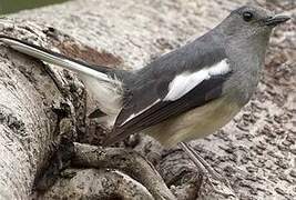 Oriental Magpie-Robin