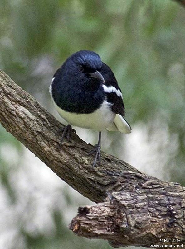 Oriental Magpie-Robin