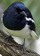 Oriental Magpie-Robin