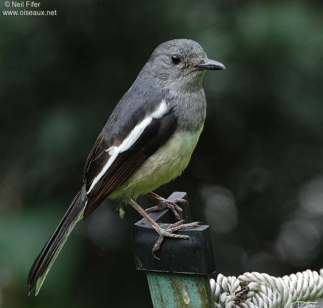 Oriental Magpie-Robin