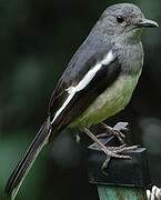 Oriental Magpie-Robin