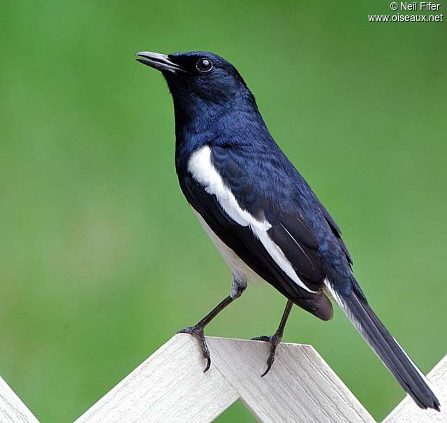 Oriental Magpie-Robin