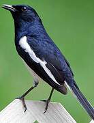 Oriental Magpie-Robin