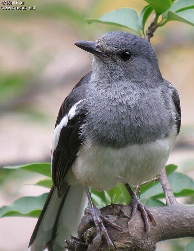 Oriental Magpie-Robin