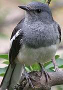 Oriental Magpie-Robin