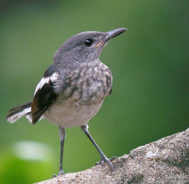 Oriental Magpie-Robin