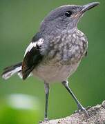 Oriental Magpie-Robin