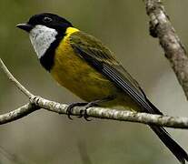 Australian Golden Whistler