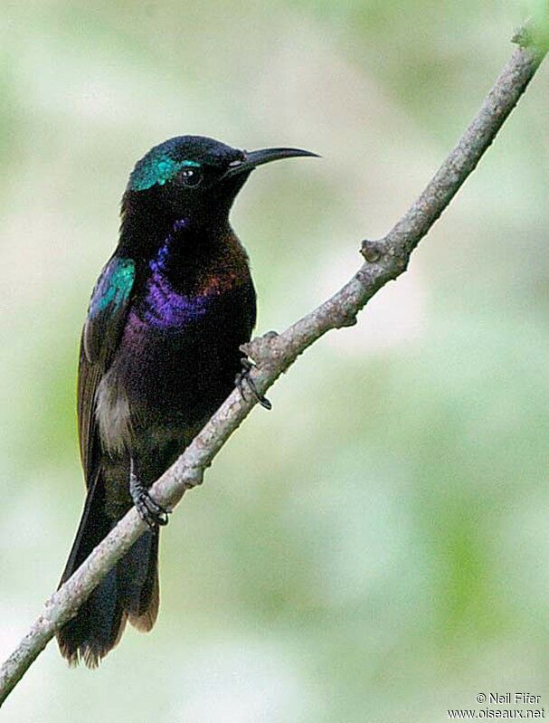 Copper-throated Sunbird