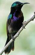 Copper-throated Sunbird