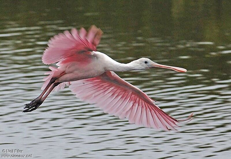 Roseate Spoonbill