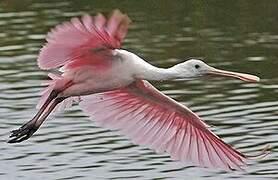 Roseate Spoonbill