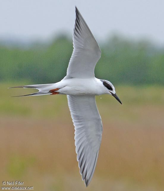 Forster's Tern