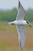 Forster's Tern