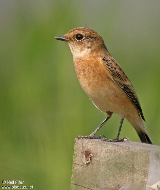 Siberian Stonechat