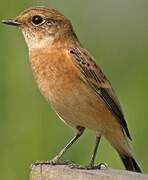 Siberian Stonechat