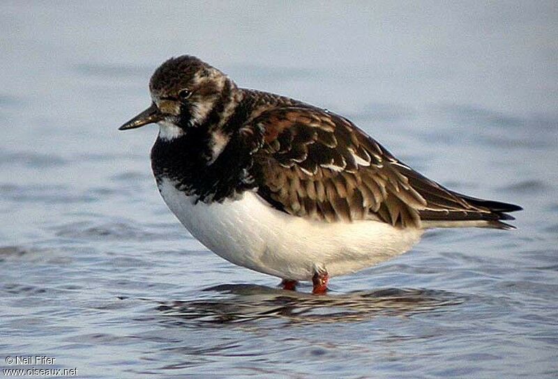 Ruddy Turnstone