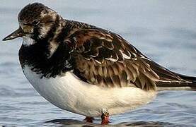 Ruddy Turnstone