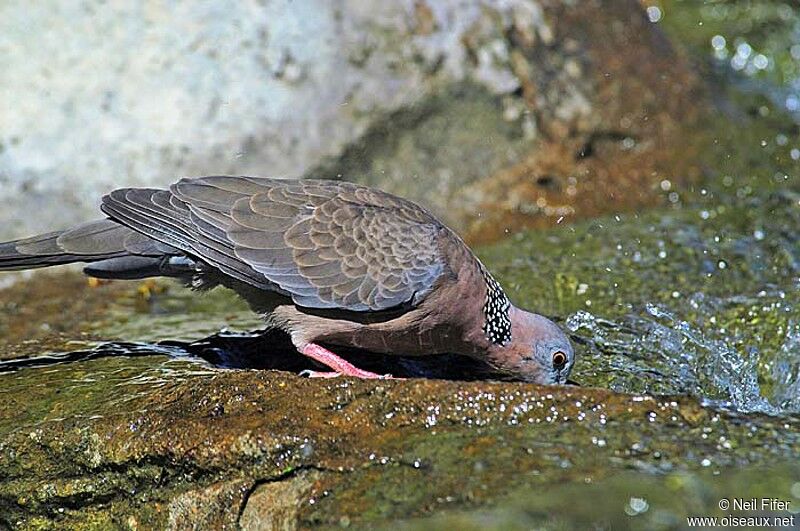 Spotted Dove