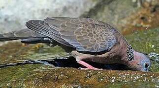 Spotted Dove