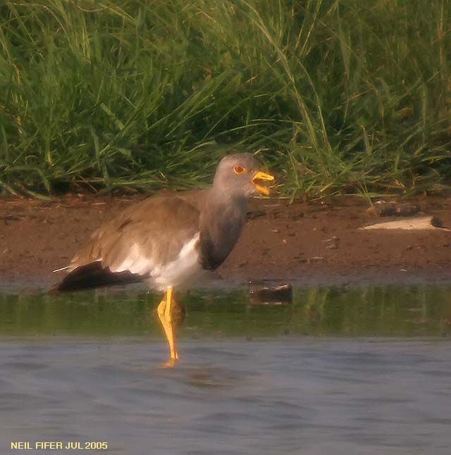 Grey-headed Lapwing