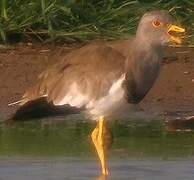 Grey-headed Lapwing