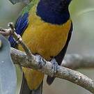 Verdin de Hardwick