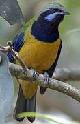 Orange-bellied Leafbird