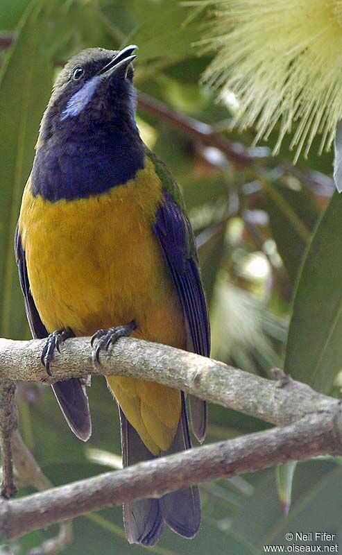 Orange-bellied Leafbird