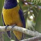 Verdin de Hardwick