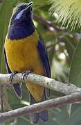 Orange-bellied Leafbird