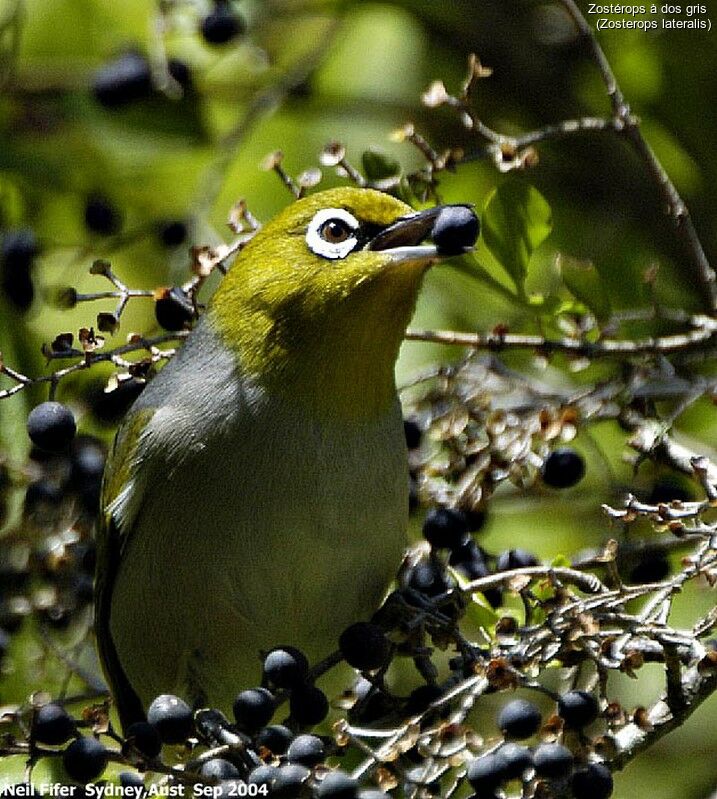 Silvereye