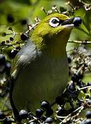 Silvereye