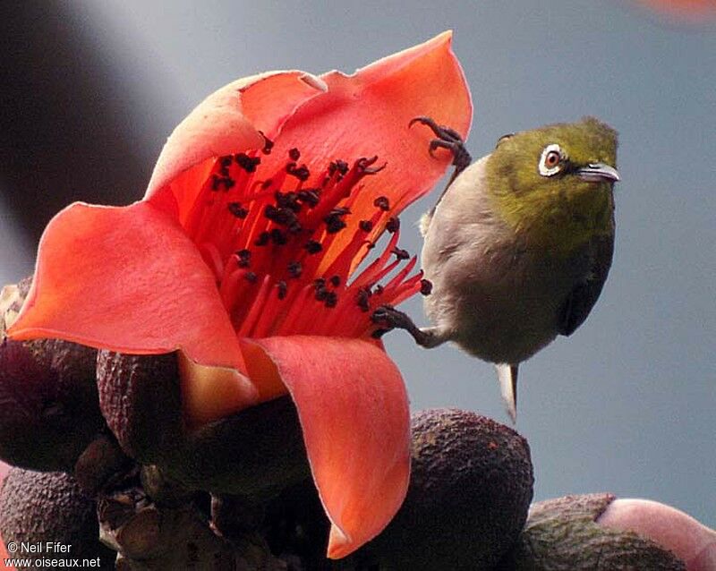 Warbling White-eye