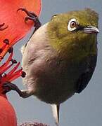 Warbling White-eye