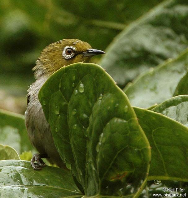 Warbling White-eye