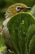 Warbling White-eye