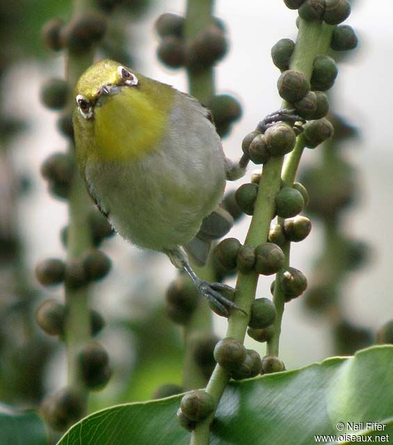 Warbling White-eye