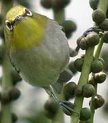 Warbling White-eye