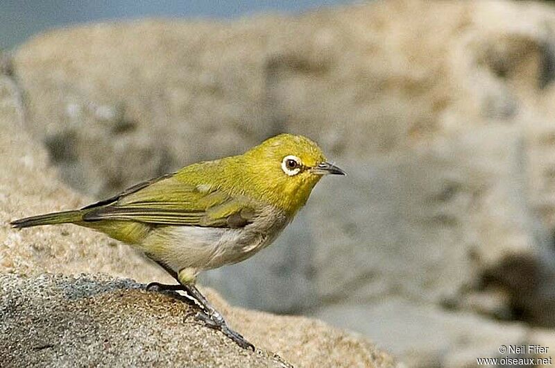 Warbling White-eye