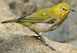 Warbling White-eye