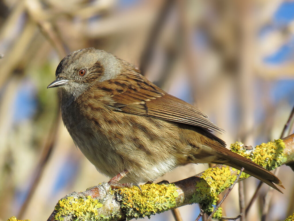 Dunnock