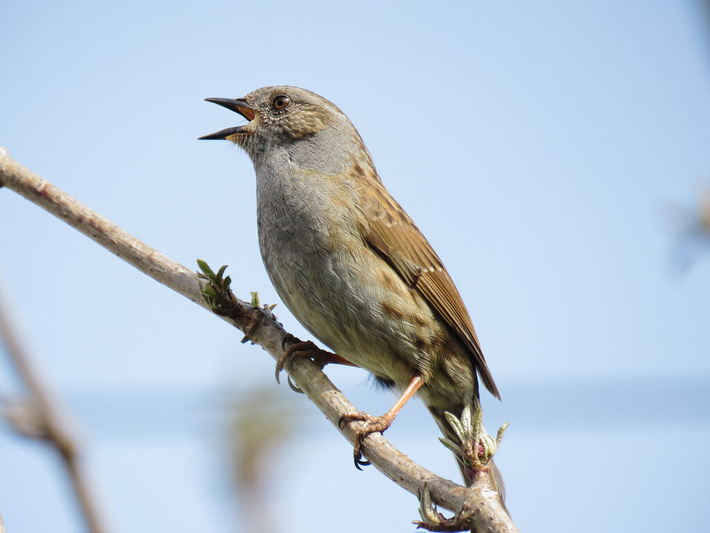 Dunnock