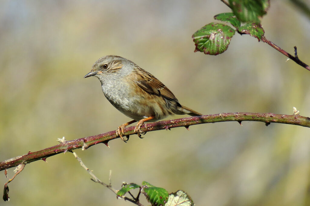 Dunnock