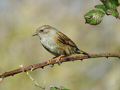 Dunnock