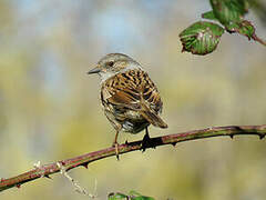 Dunnock