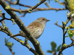 Dunnock